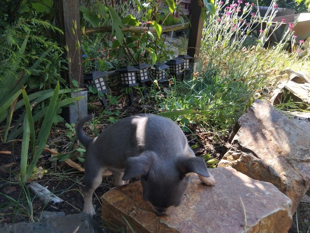 Chihuahua,  piesek, szczeniak mini