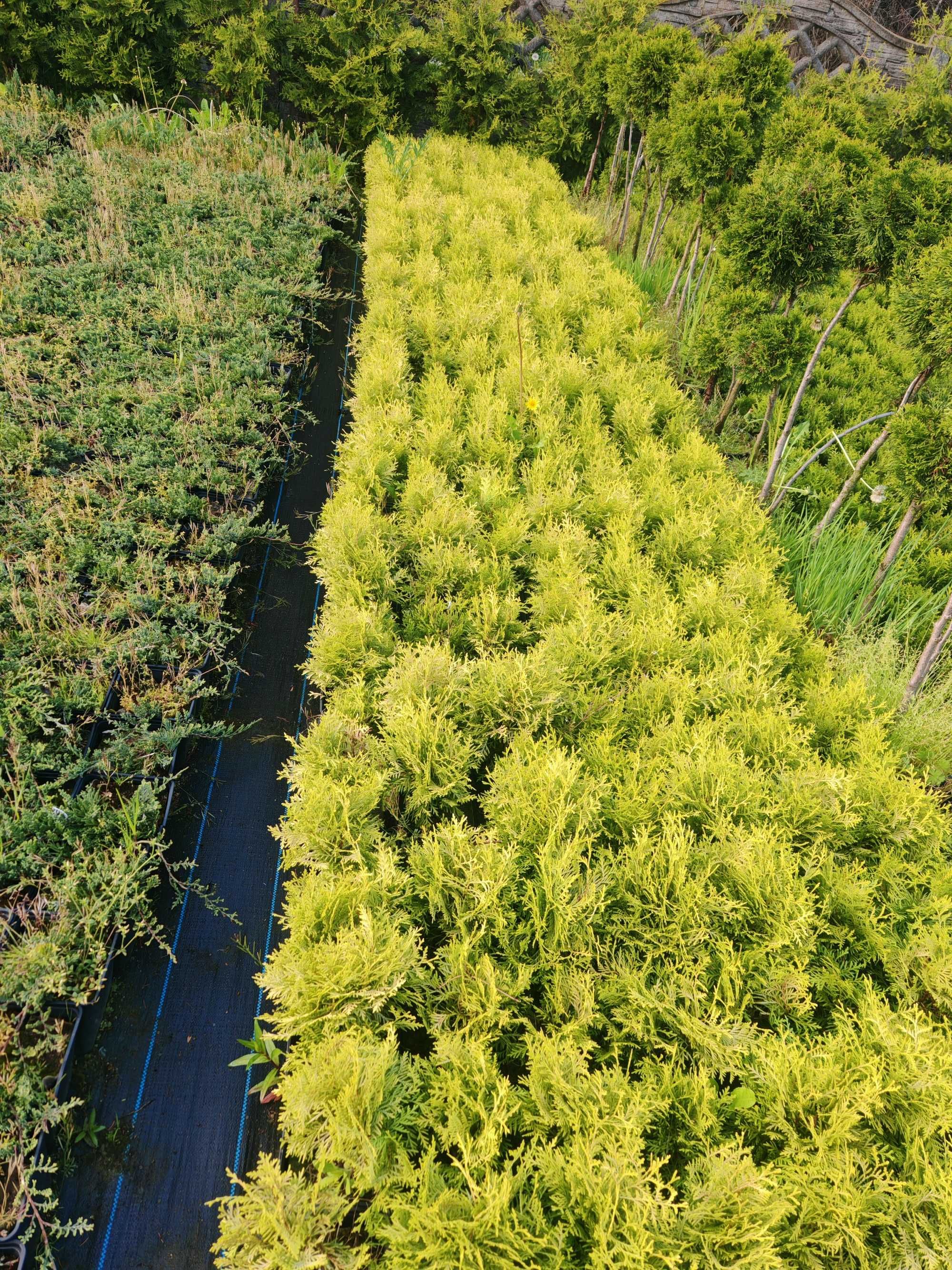 PIĘKNA Złota Thuja Danica Danika Gold Aurea kulka 4 letnia sadzonka