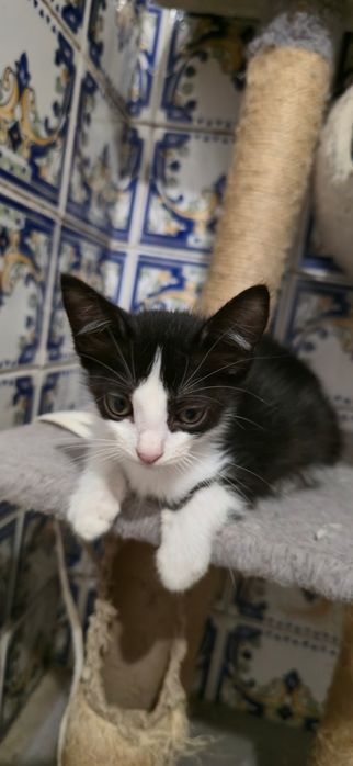 Adoção Responsável