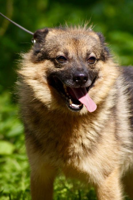 Kudłaty psiak szuka domu