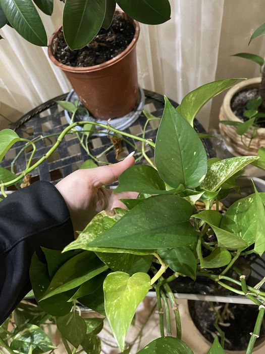 Пальми та плетучі