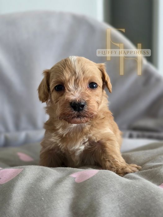 Maltipoo*Cudowny Chłopak** Do Rezerwacji**