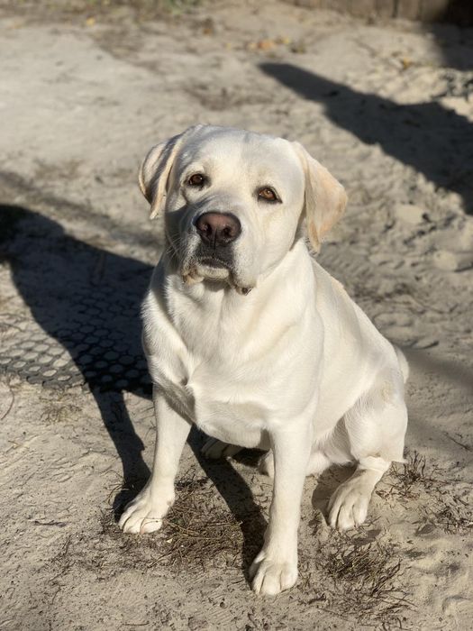 Вязка.Лабрадор 3 года с документами.