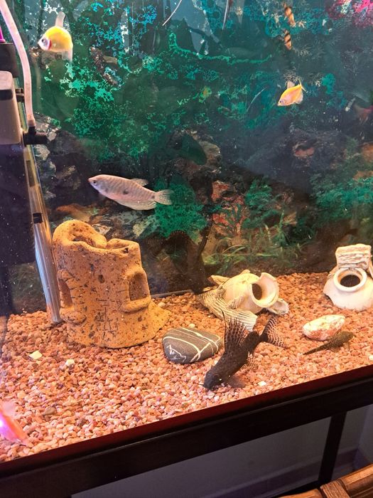 Продам акваріумні рибки