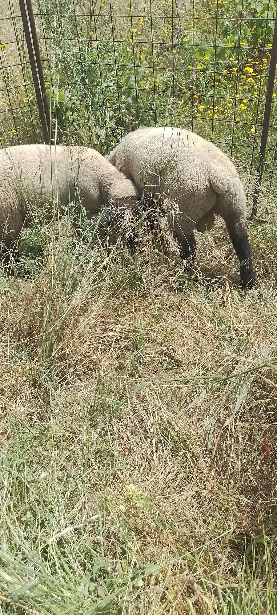 Casal Borregos suffolk puro