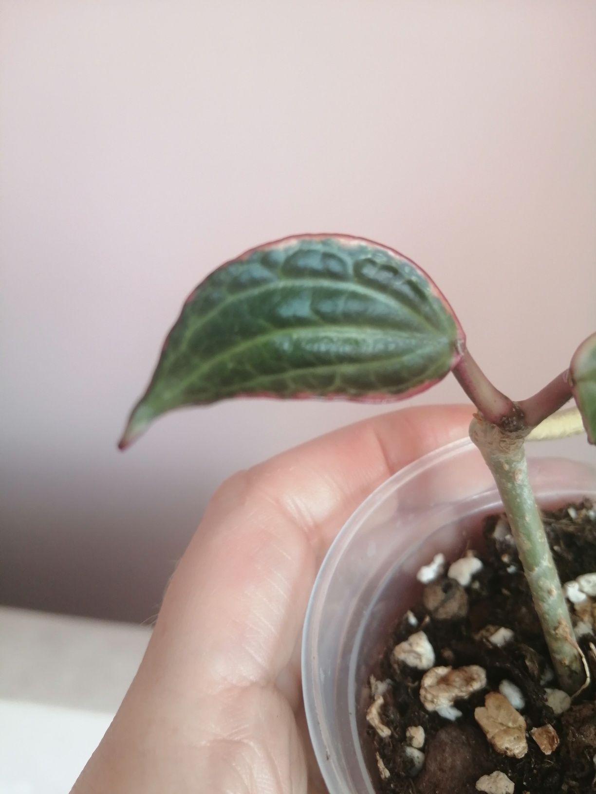 Hoya Macrophylla Albomarginata