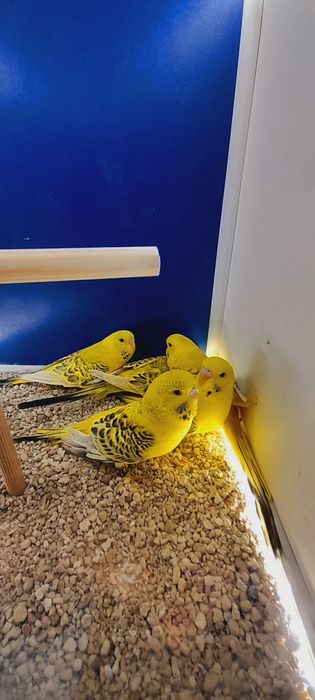 Papużki faliste Tcb