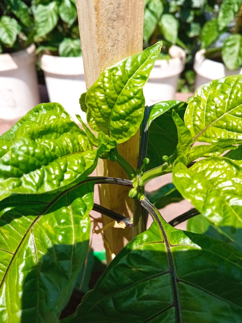 Plantas de malaguetas Carolina reaper e ghost pepper já transplantadas