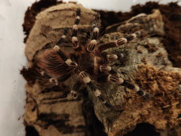 Acanthoscurria geniculata 2,5 dc ptasznik białokolanowy