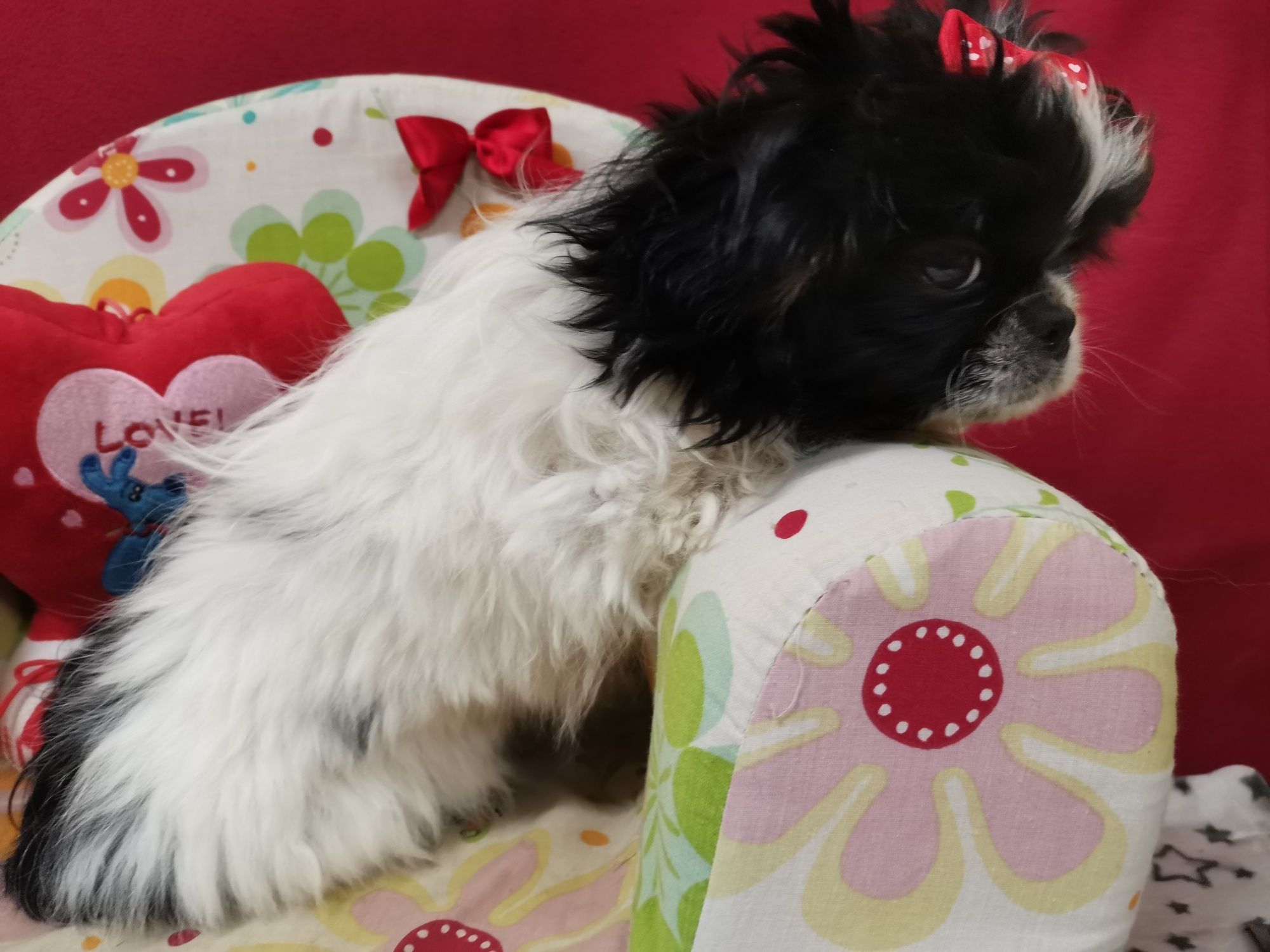 Szczeniak Pekińczyk Nie Shih Tzu