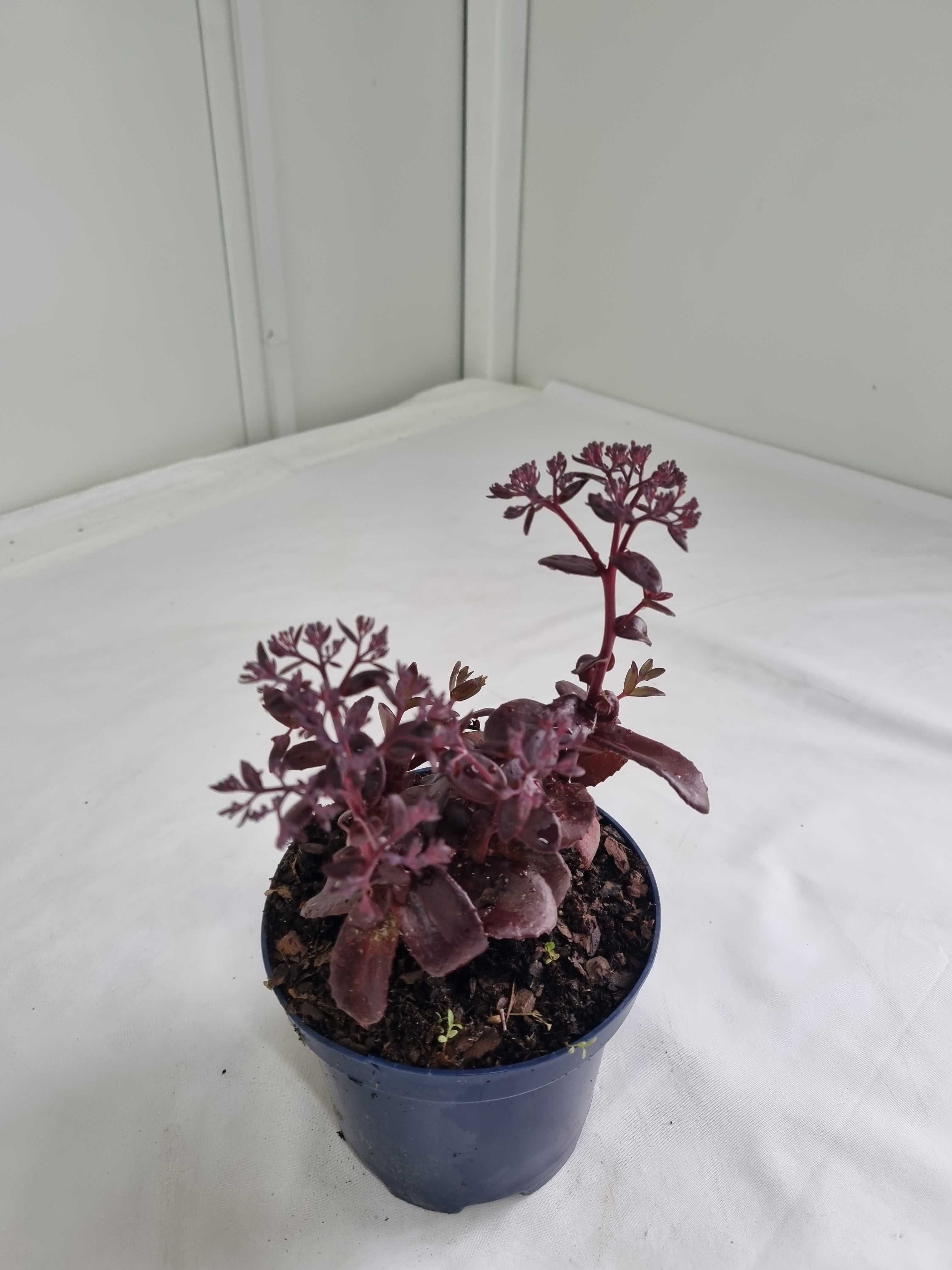 Rozchodnik Okazały Fioletowy – Sedum spectabile, Wys. 30 cm, 2L