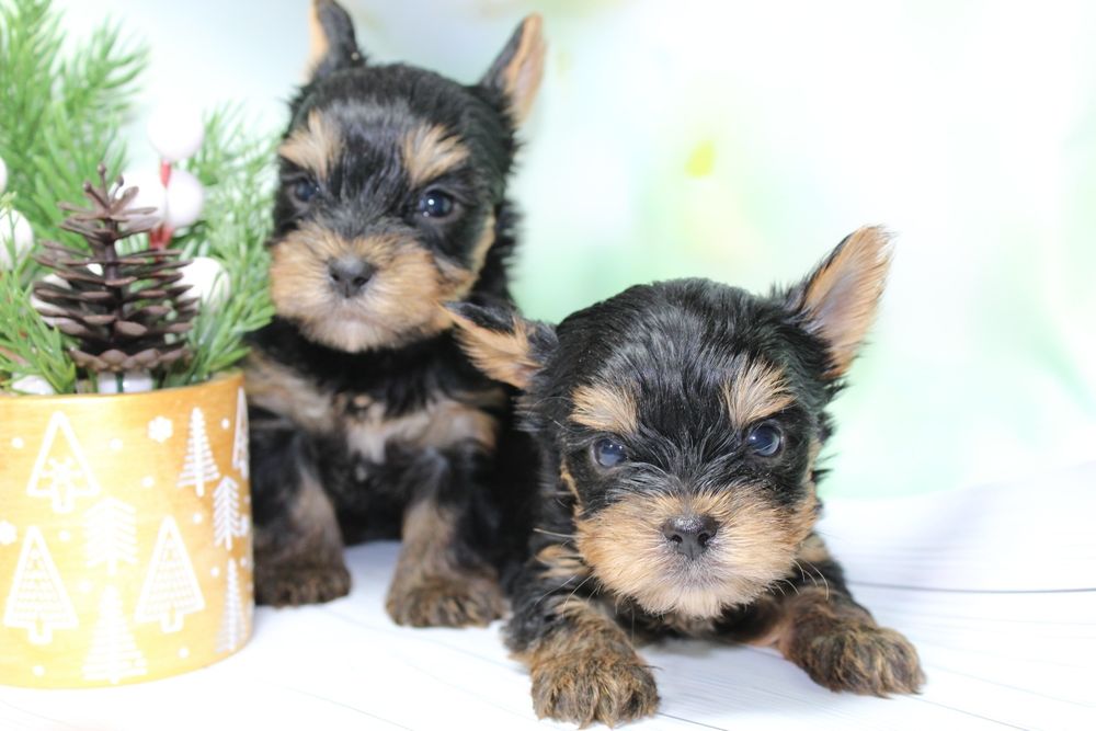 Цуценята йоркширського тер'єра. Міні йорки