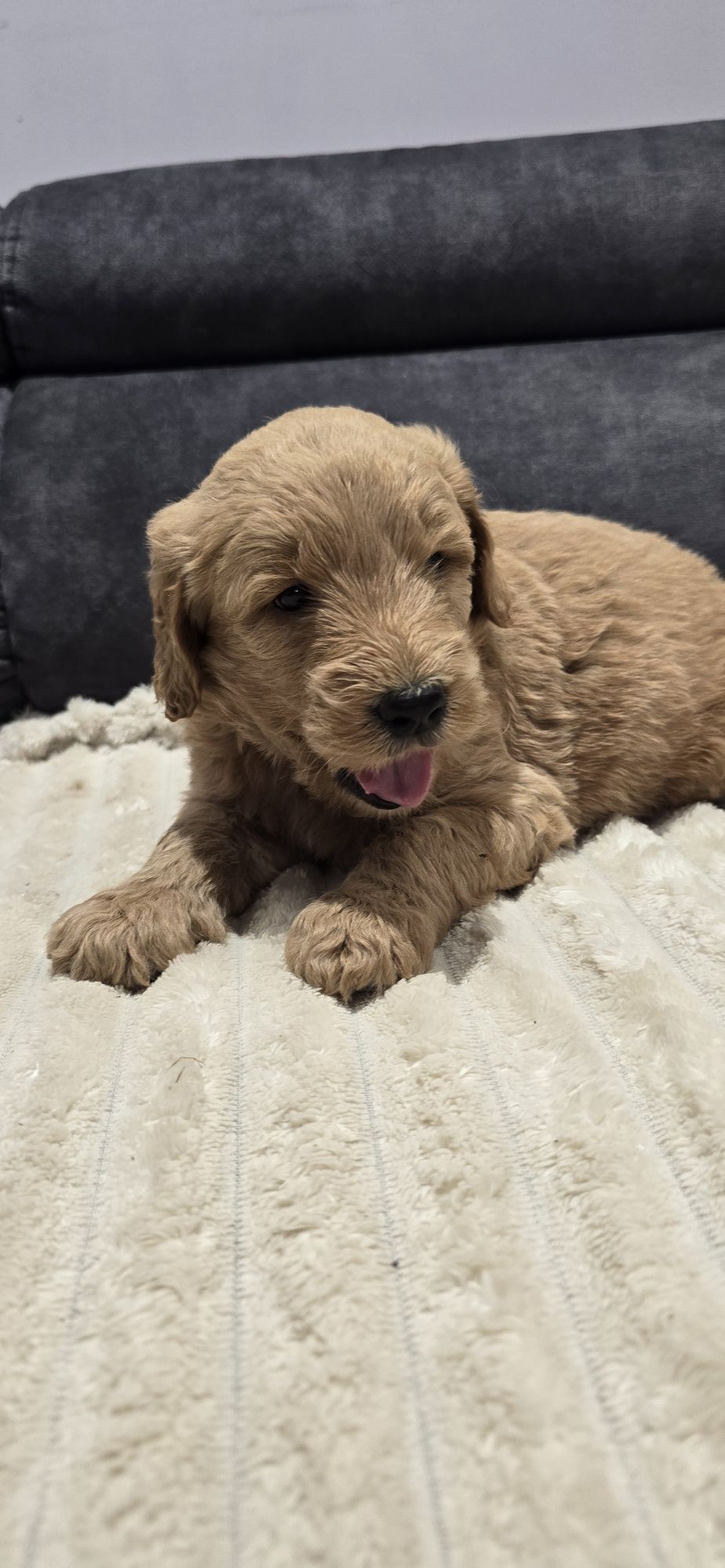 Goldendoodle f1 standard piesek red-brown