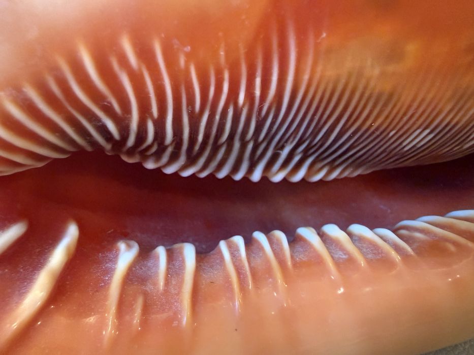 Ракушка мушля идеальная Маврикий