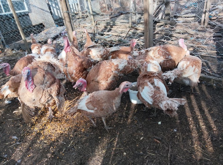 Кури віандот,лівенськіпадуни,корольки.