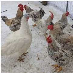 Домашнє інкубаційне яйце білої індички