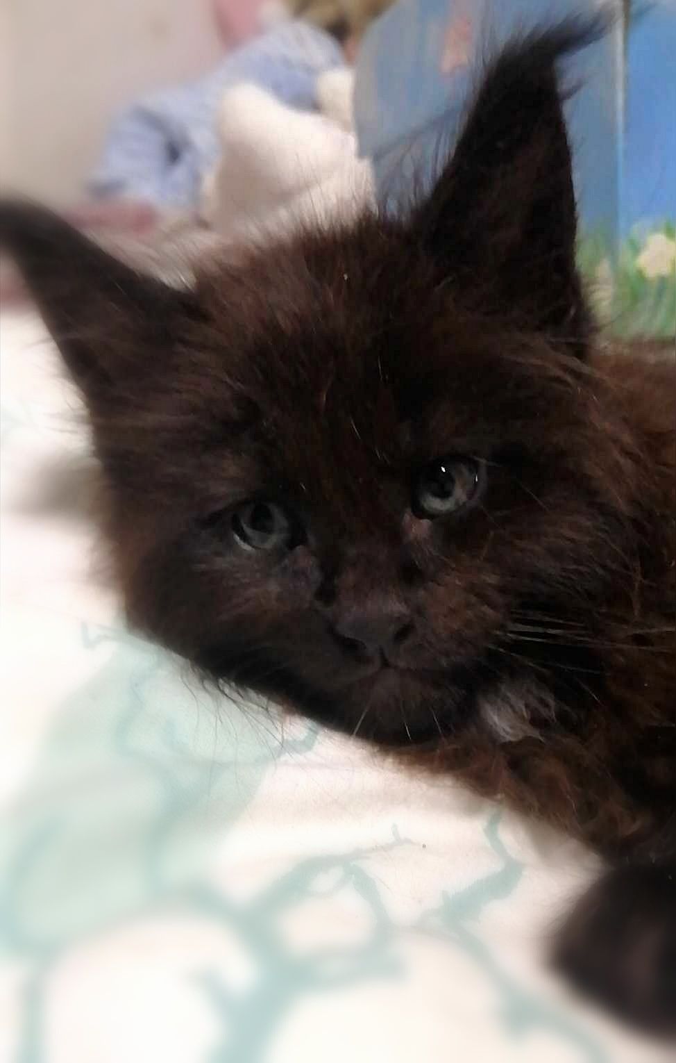 Кошечка, котенок Мейн Кун, Maine Coon, black