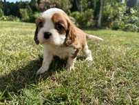 Cavalier king charles spaniel piesek