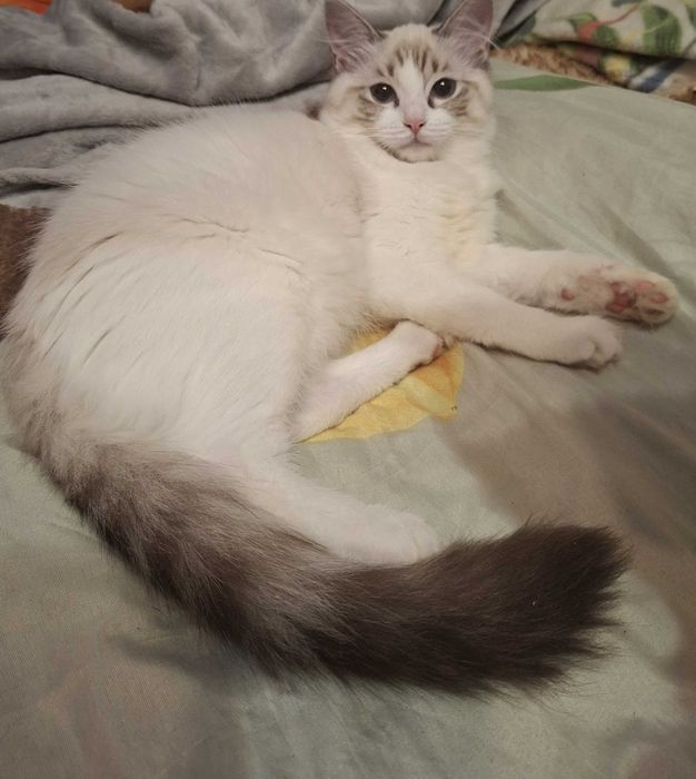 Piękna kotka Ragdoll z rodowodem