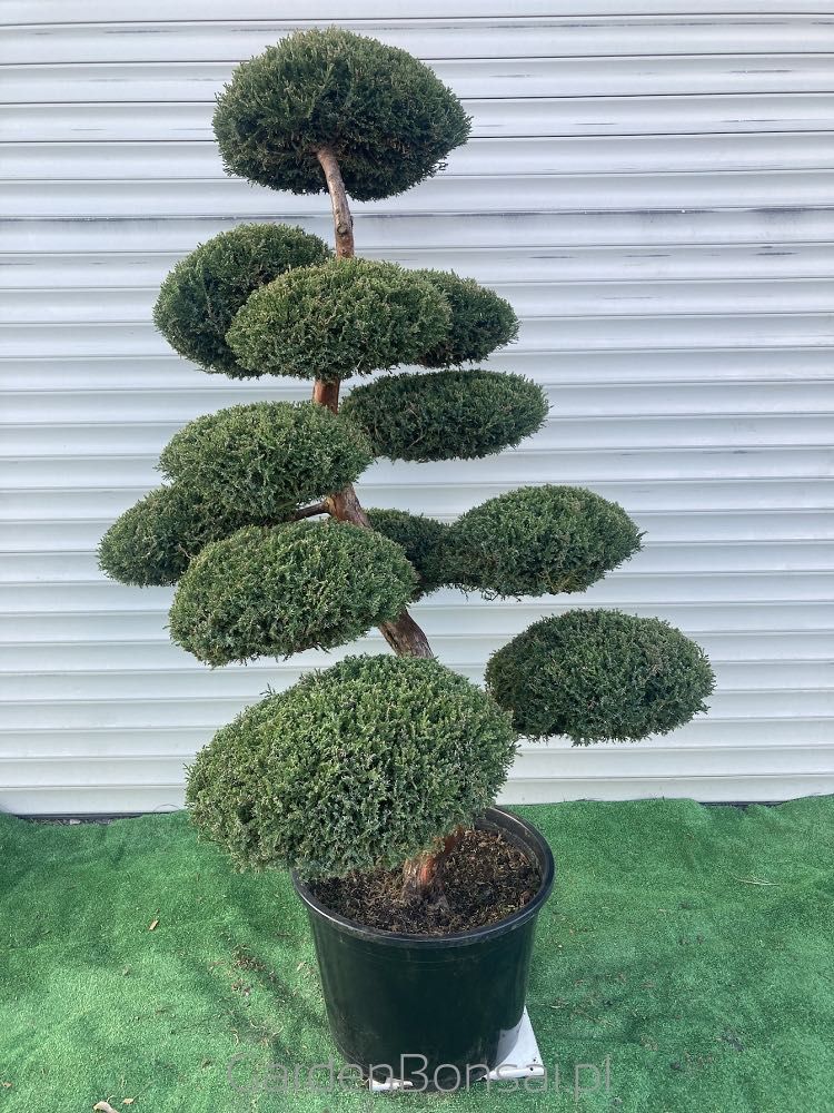 Drzewko BONSAI z jałowca - DOSTAWA - 150 cm - WYJĄTKOWY