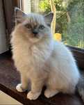 Ragdoll rodowód FPL seal bicolor, blue point