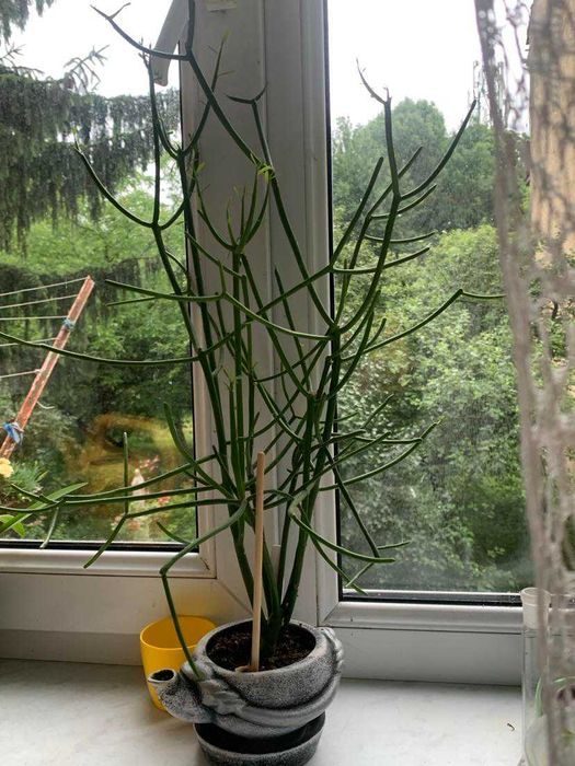 Рослина молочай-ріжки