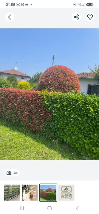 Głogownik Photinia Redrobin Multiplat 104szt