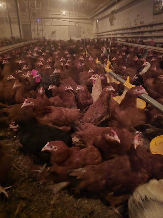 Kury nioski z wolnego wybiegu  własna hodowla ! Kurki z jajkiem !