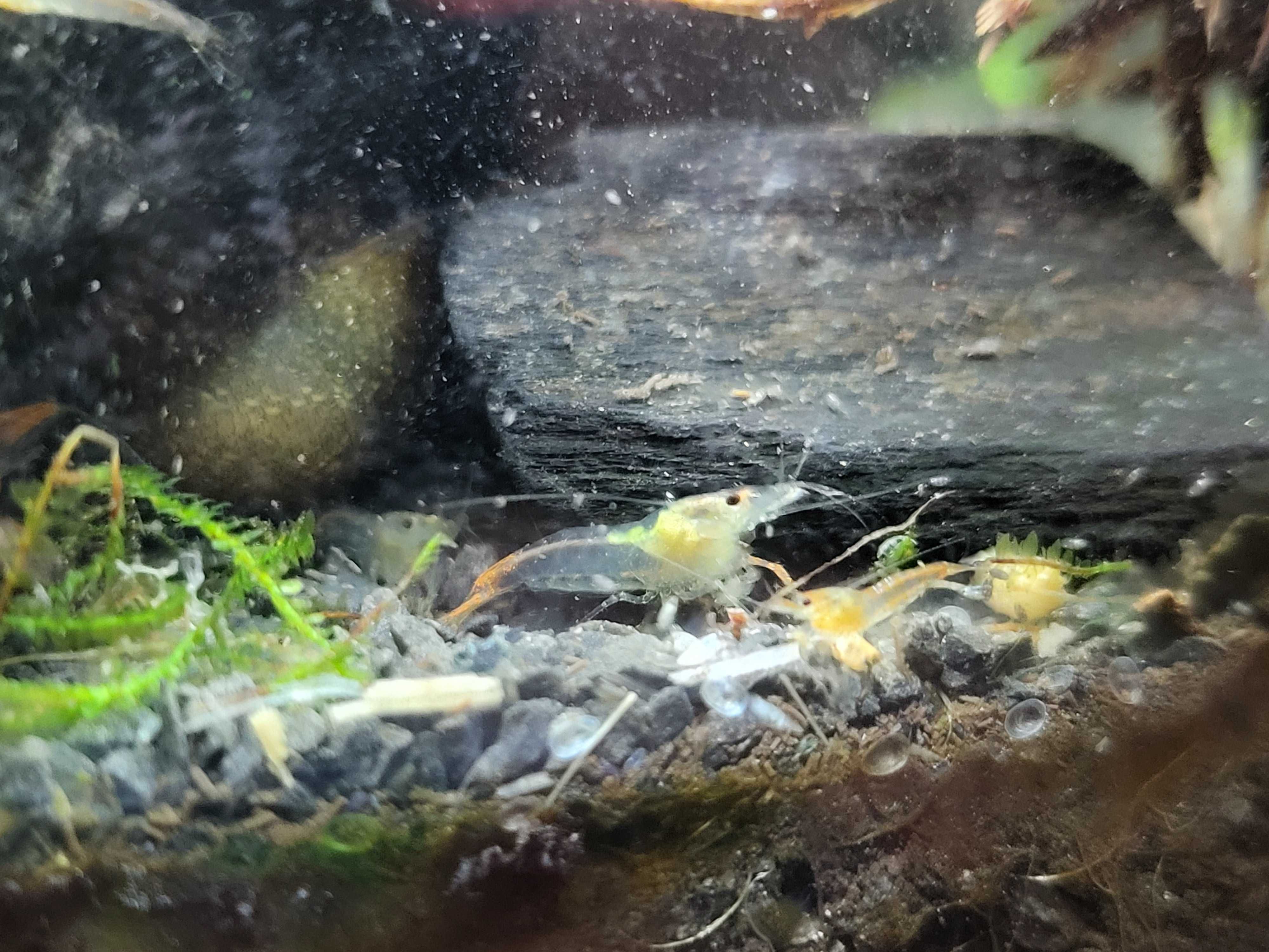Krewetki Neocaridina orange rili