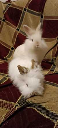 Мини-кролики белые ,порода "Львиная голова " и гладкошерстные