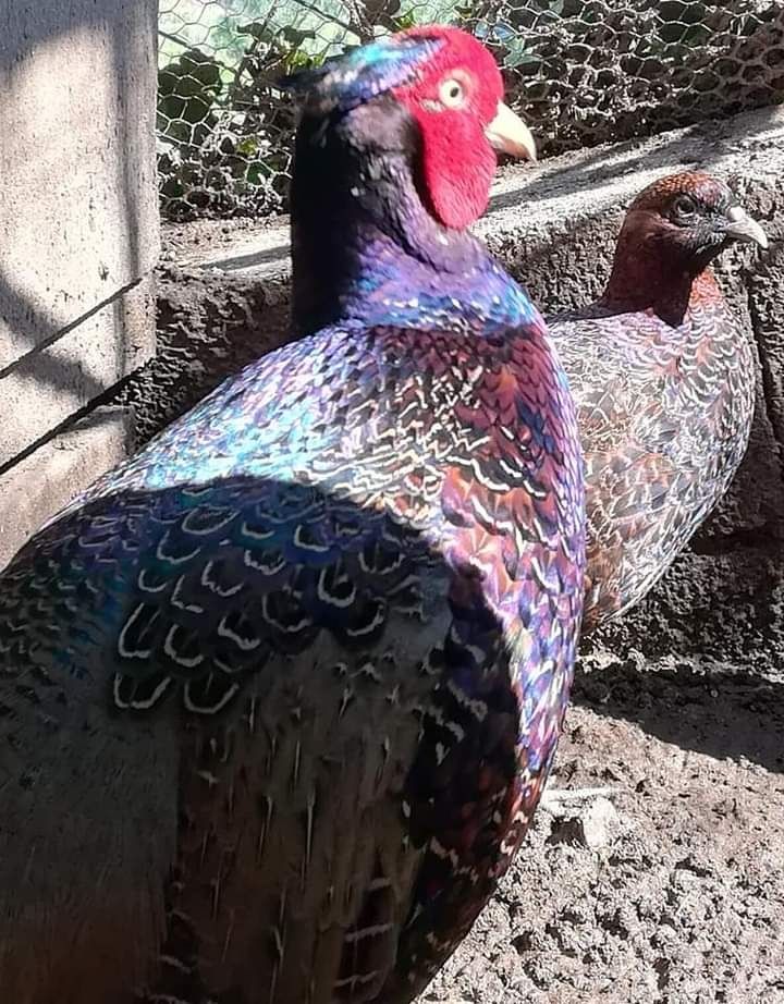 Ovos de raça e...