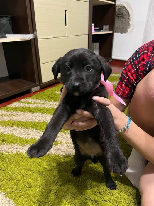 Віддам собачок в добрі руки