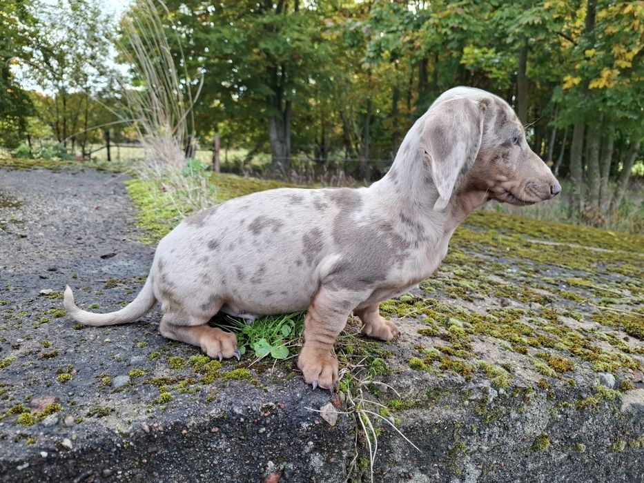 jamnik miniaturowy merlle