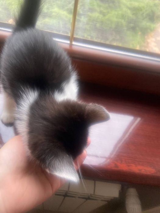 Отдам котят в хорошие руки