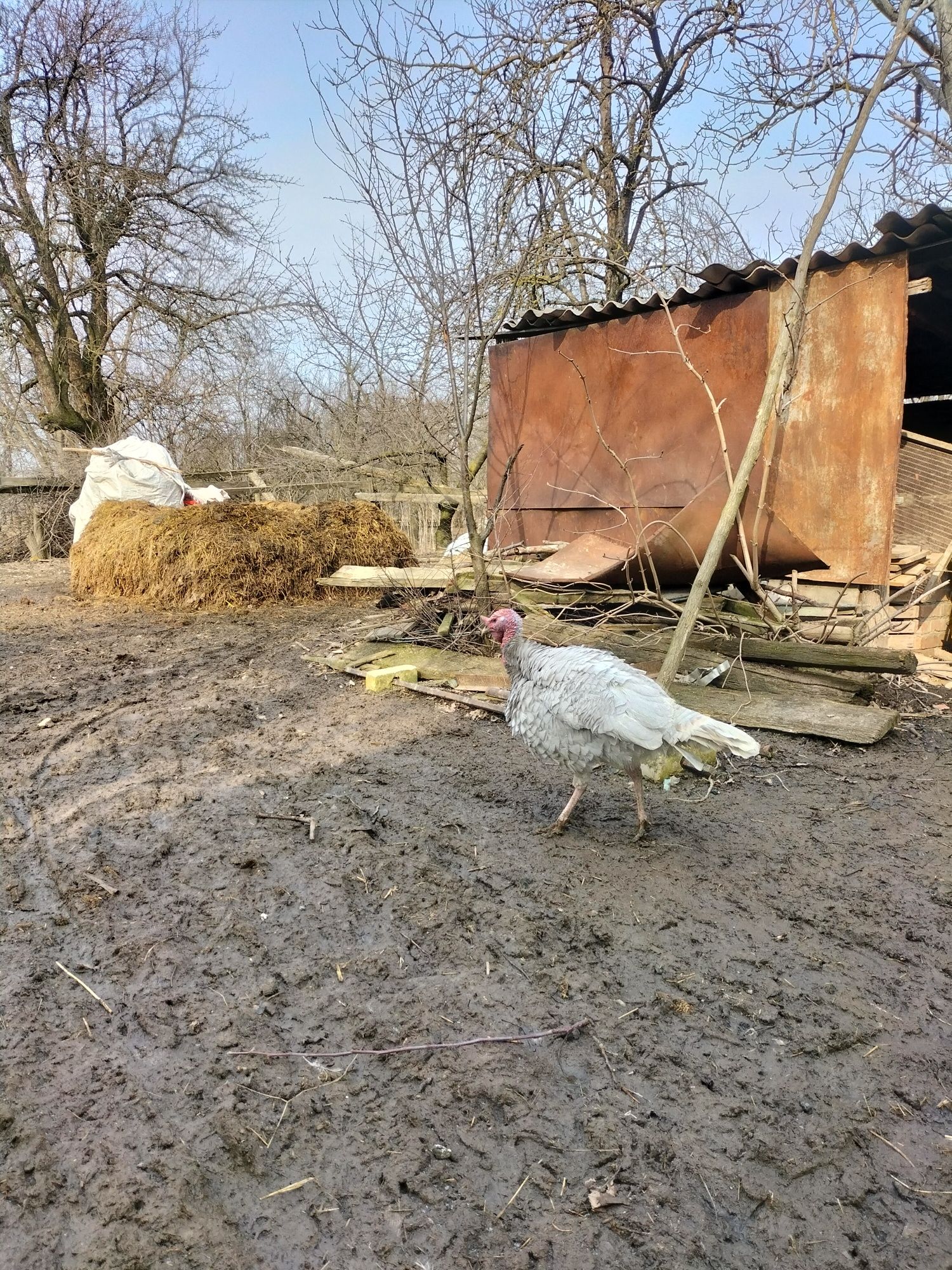 Індик , индюк голубий аспідний, голубой аспидый