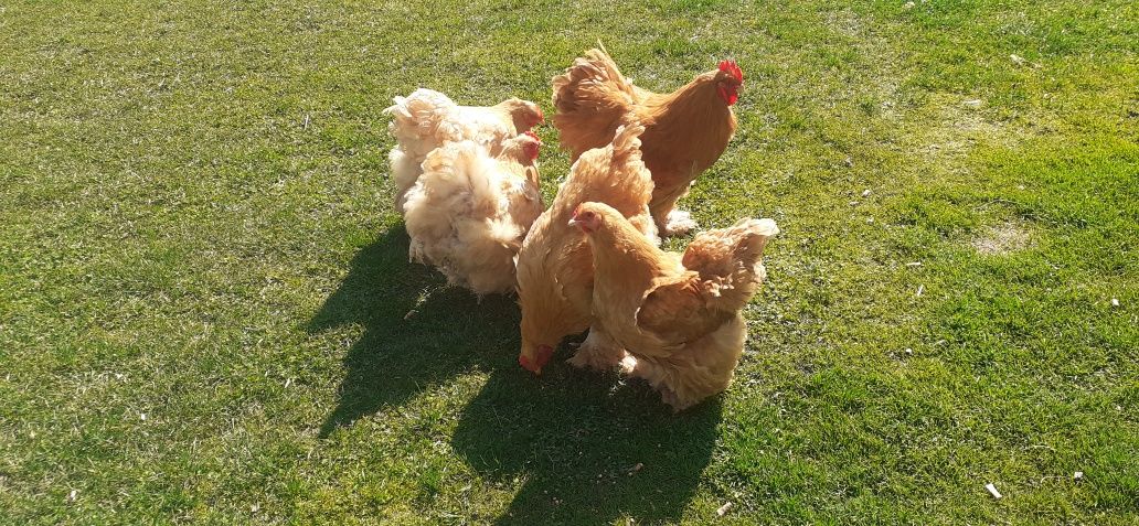 Kurczaki-Jaja-Kochin Żółty