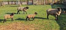 Borrego com 6 meses suffolk macho