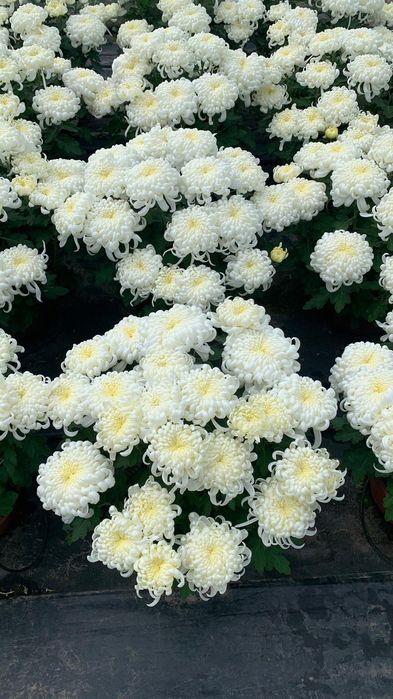 Tanio Chryzantemy Najładniejsze Atrakcyjne Ceny