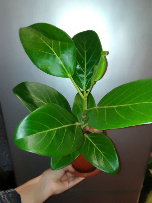 Фікуси Лірата, Мокламе, Бенджаміна, Бененджей