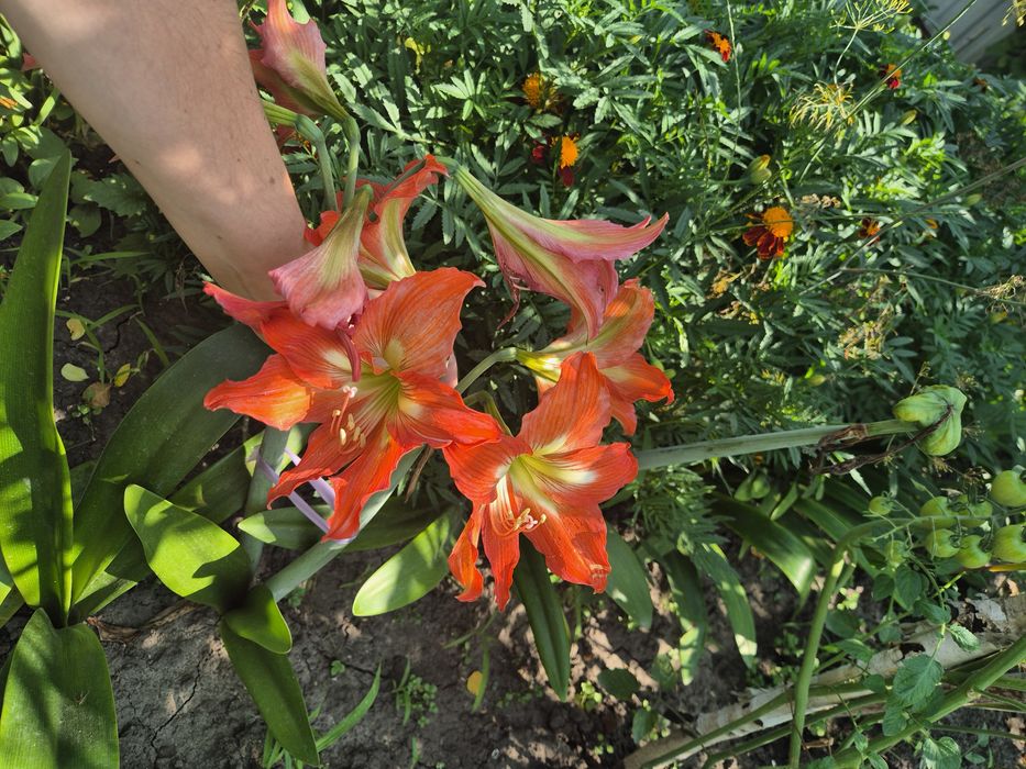 Продам амариллис