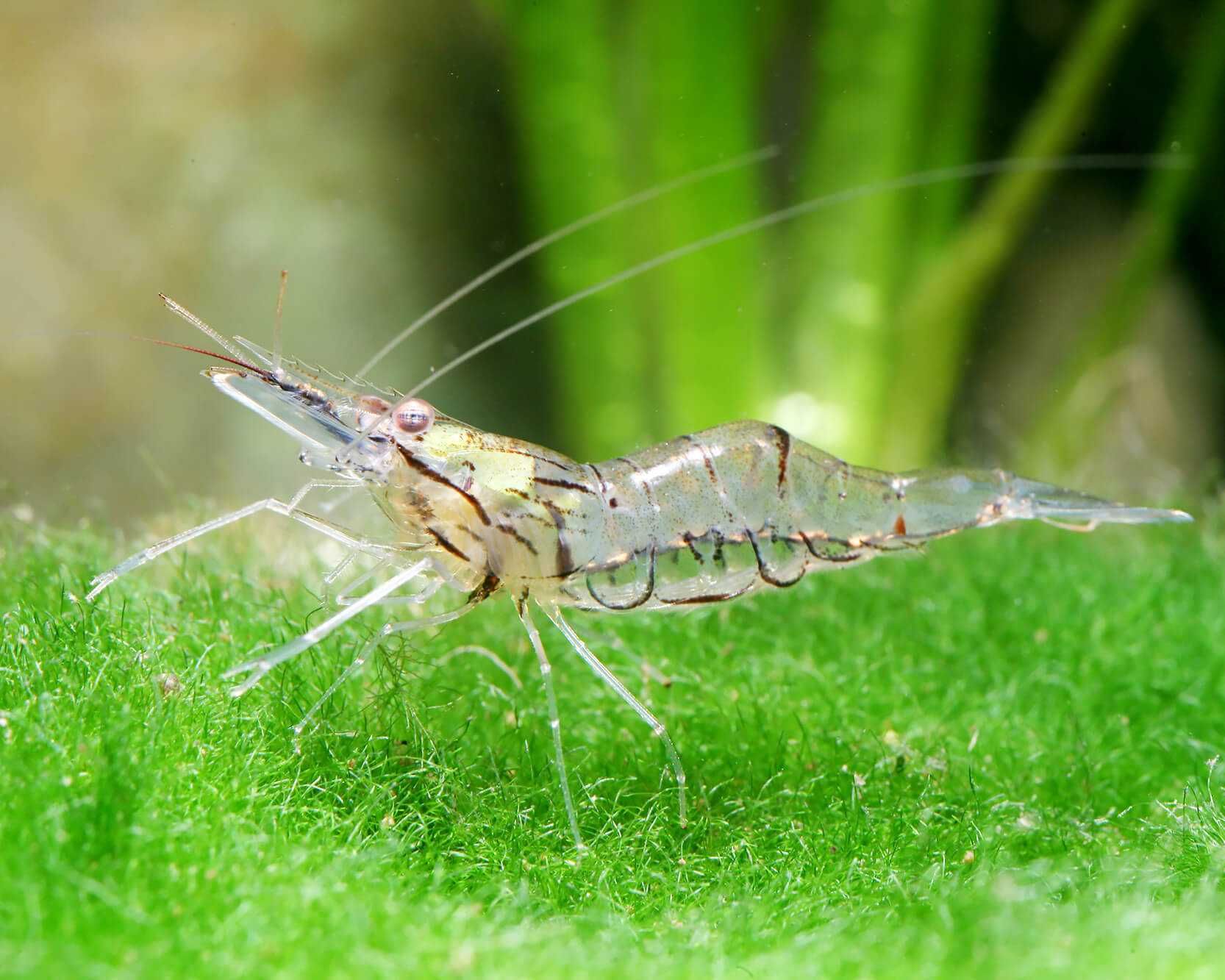 Krewetka szklista - Macrobrachium lanchesteri - dowóz, wysyłka