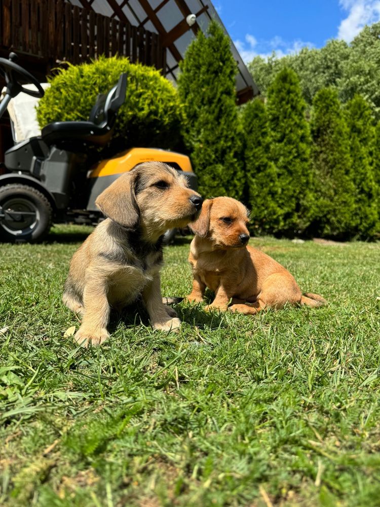 Do adopcji trzy sliczne suczki w typie „jamnika”