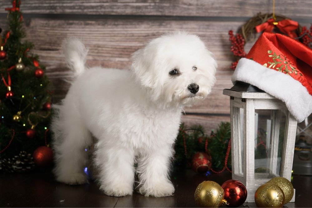 Новорічна казка починається з Бішон Фрізе