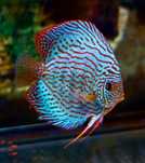Discus Blue Turquoise 10-12cm
