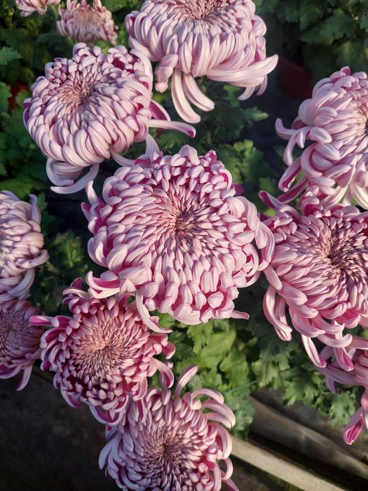 Chryzantemy wielkokwiatowe