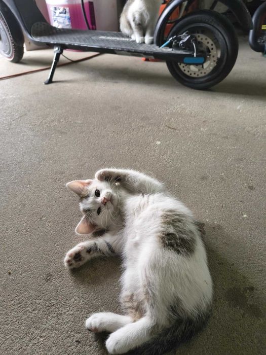 Oddam kotki w dobre ręce