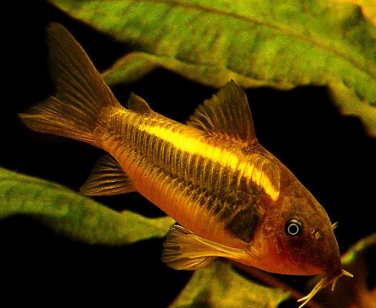 Kirys GOLD LASER - Corydoras CW 010 - ODŁÓW - WF - dowóz, wysyłka