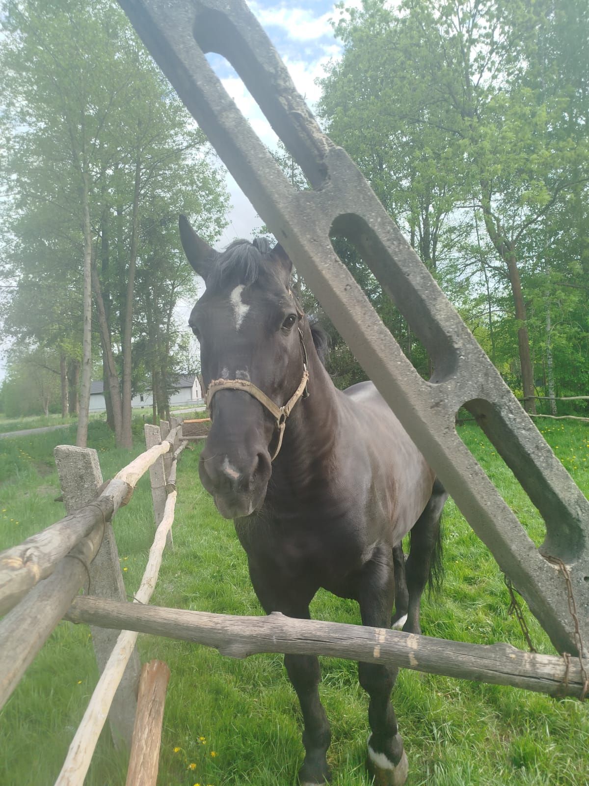 Ogier koń rasy Śląskiej