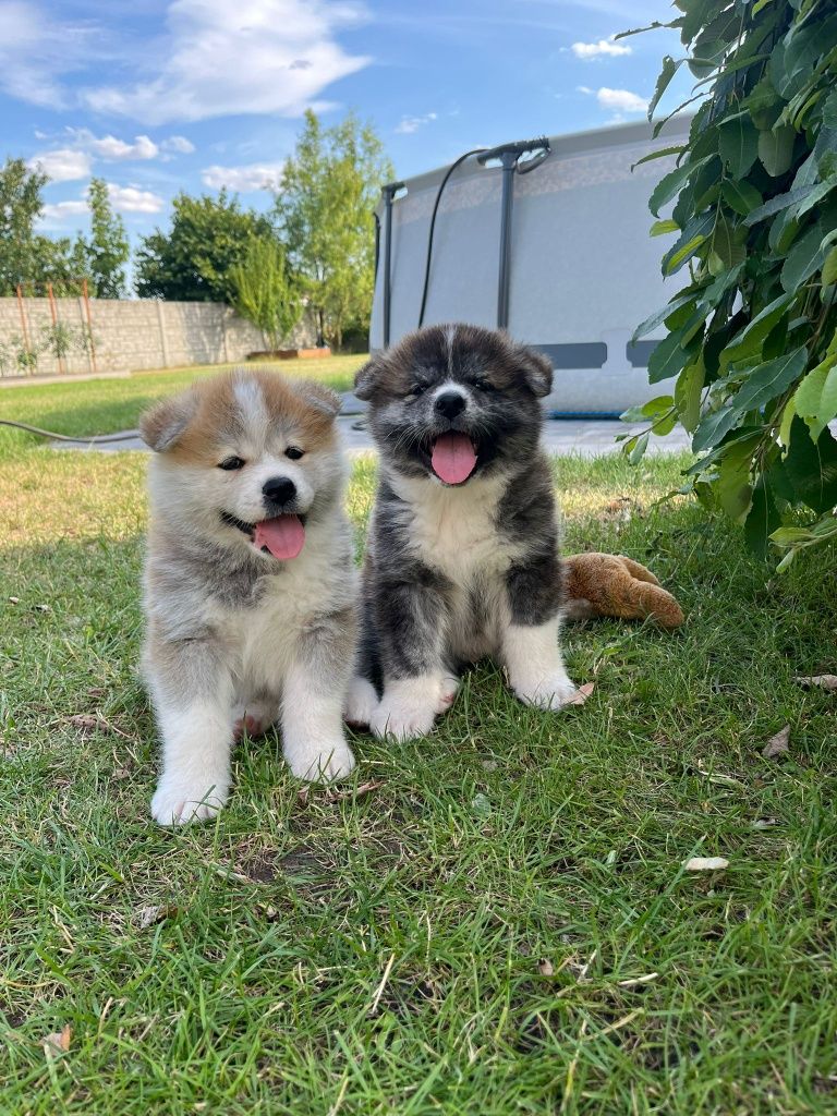 Akita Inu ZKwP szczeniak FCI po Championie