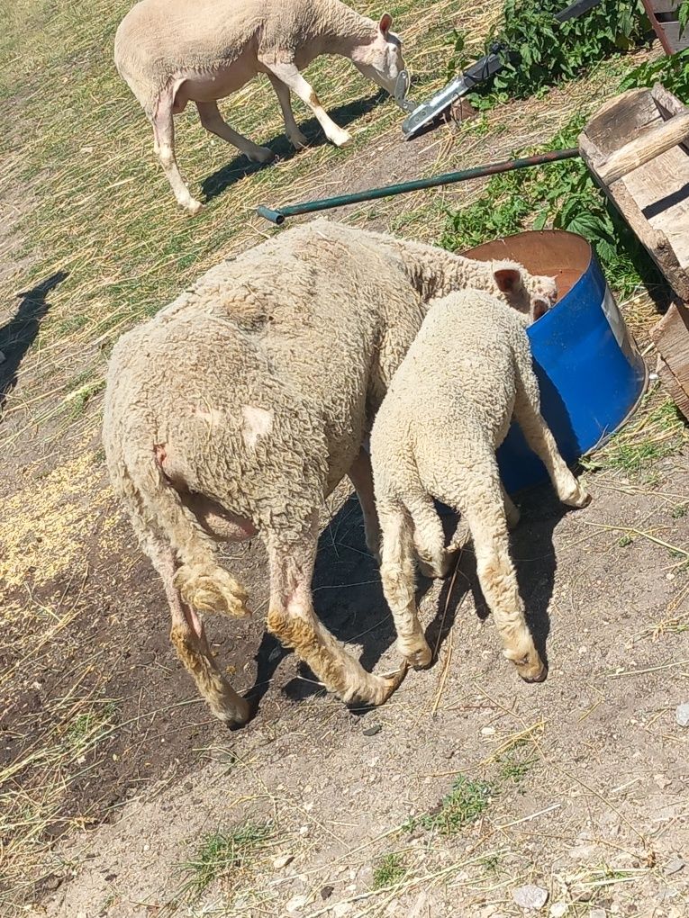 Sprzedam  owieczki